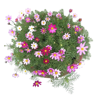 波斯菊花种子格桑花种籽子七彩开花易活花籽庭院室外野花种孑