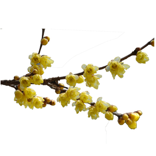 森农哥浓香型素心黄花蝴蝶腊梅花红梅树苗大花圆瓣盆栽庭院阳台