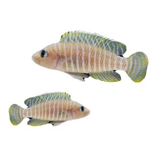 斑马贝鱼热带鱼观赏鱼小型鱼缸水族箱宠物新手活体淡水鱼包活包邮