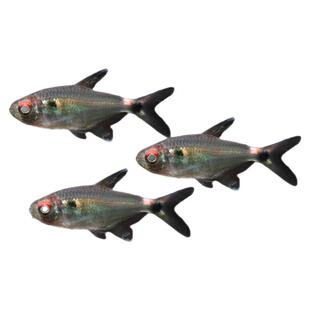 银屏灯鱼小球灯红眼皮球灯科鱼观赏鱼热带鱼小型灯淡水鱼好养易活