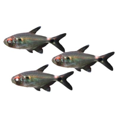 银屏灯鱼小球灯红眼皮球灯科鱼