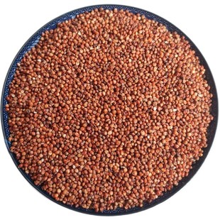 高粱酿酒专用高粱米新米红高粱带壳带皮高粱喂鸽子鸽用贵州红高粱