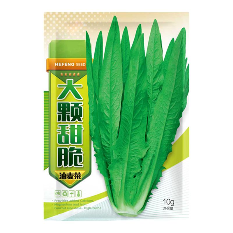 油麦菜籽种米香麦菜种子大全春秋四季阳台盆栽孔雀菜蔬菜青菜种孑