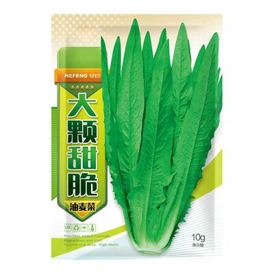四季种植大颗油麦菜籽