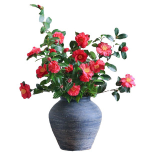 山茶花鲜花【新鲜真的】茶梅鲜切花室内桌面带花苞粉色白色插花