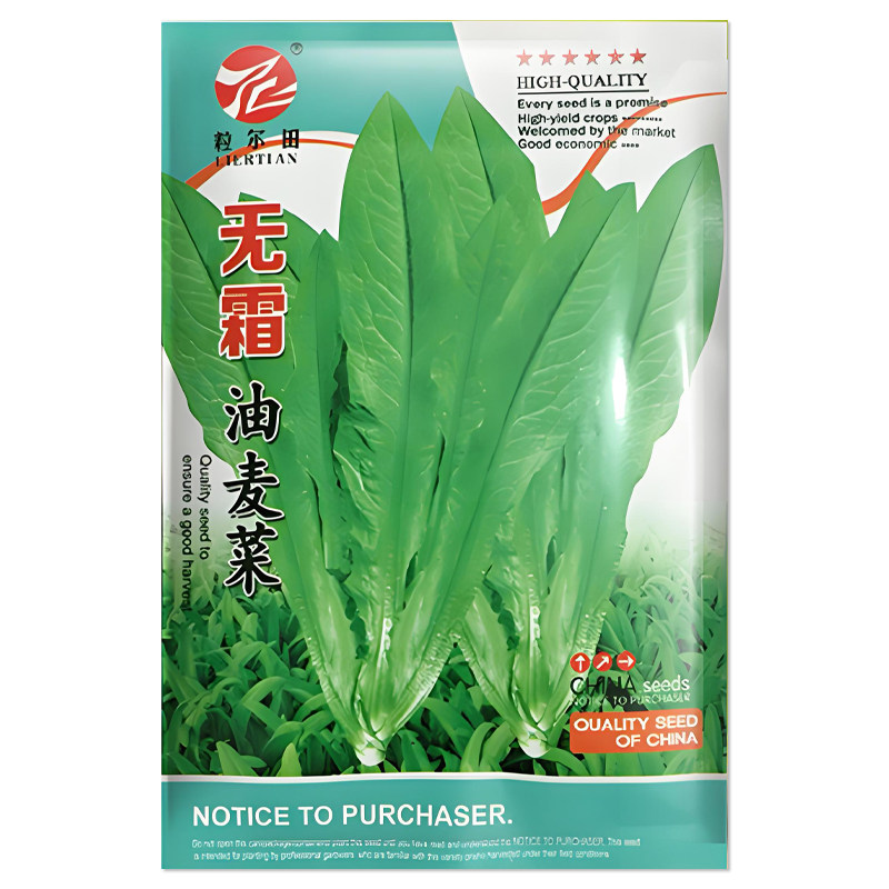 无霜油麦菜种子蔬菜种子籽