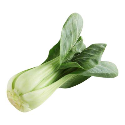 香菇菜油菜种子青梗菜青菜四季播