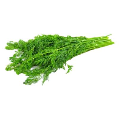 割茬茴香种子球茎阳台四季