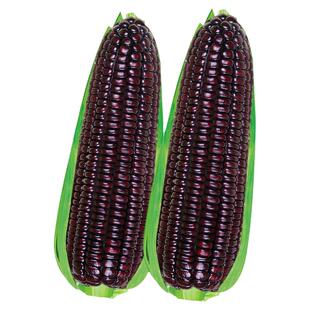 超甜水果黑玉米种子大全东北鲜食玉米种籽香甜糯苞米种孑大田四季