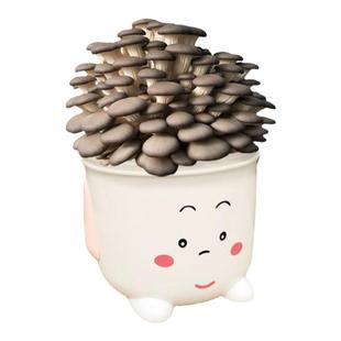 食用菌种蘑菇菌包口蘑种植桶装室内蘑菇种植包菌棒种植蘑菇蘑盒