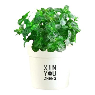 薄荷阳台四季常青驱蚊可食用盆栽