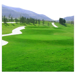 草坪种子免修剪四季青绿化草皮草籽足球场黑麦草子种多年生狗牙根