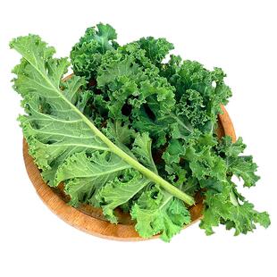 羽衣甘蓝500g 新鲜蔬菜嫩叶芥蓝菜kale沙拉食材榨汁蔬菜