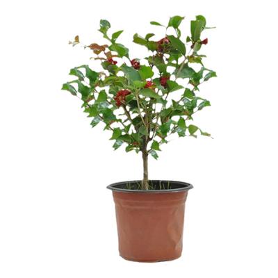 紫薇花庭院大型耐寒绿化风景树苗