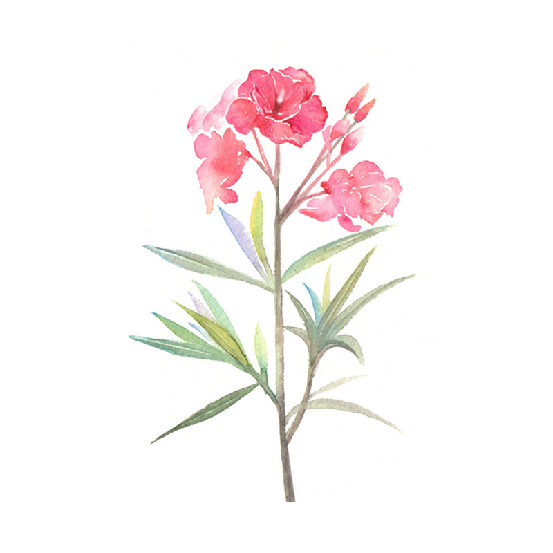 夹竹桃花树庭院四季常青篱笆树苗