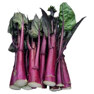 四川红油菜苔新鲜蔬菜紫菜苔红菜薹蜡光菜薹非湖北红油菜苔现摘