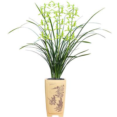 带花苞四季盆栽好养植物兰草新品