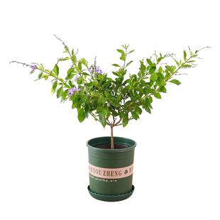 园林绿花苗木庭院观赏树种桃花苗盆栽粉色桃花树苗