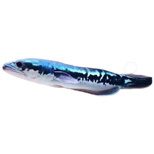 大铅笔鱼雷龙鱼红帝王中加仙塔黄婆罗黄魔神盾鳢多曼大型凶猛鱼