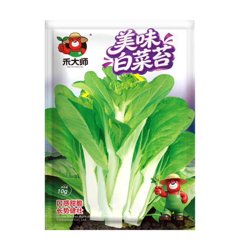 美味白菜苔种子当年新种越掐越长