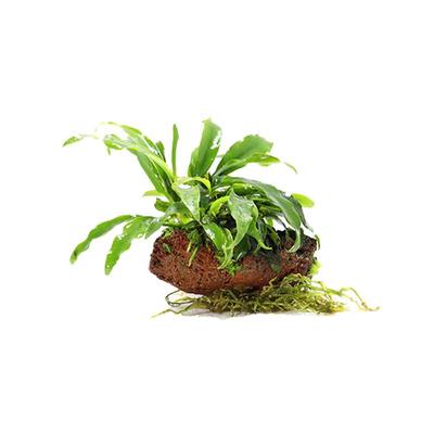鱼缸造景水草活体蜈蚣草水榕坨草