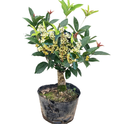 四季开花浓香桂花绿植盆栽