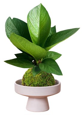 聚宝盆绿植盆栽苔藓球植物好养托盘室内办公桌面四季常青净化空气