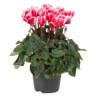 仙客来盆栽花苗带花苞兔耳朵室内花卉阳台绿植好养花蝶衣观花植物