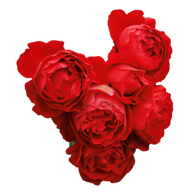 红色藤本月季佛罗伦蒂娜