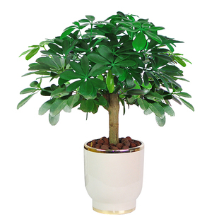 鸭脚木盆栽植物室内花四季常青好养老桩盆景送礼八方来财七叶莲