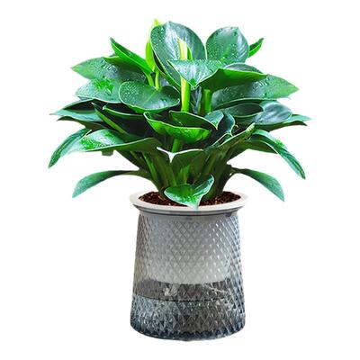 金钻绿公主盆栽绿萝箩水培植物室内好养花卉绿植客厅新房净化空气