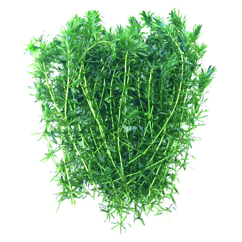 金鱼藻蜈蚣草小竹节水芹生态鱼缸新手鱼草缸真水草绿植物装饰造景