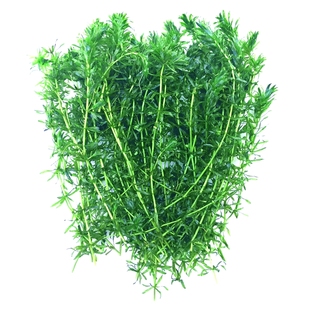 金鱼藻蜈蚣草小竹节水芹生态鱼缸新手鱼草缸真水草绿植物装饰造景