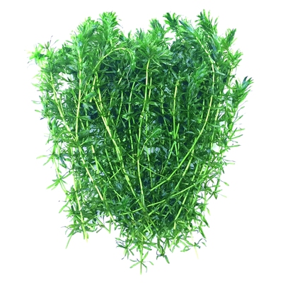 小鱼缸造景草新手水草鱼草缸植物