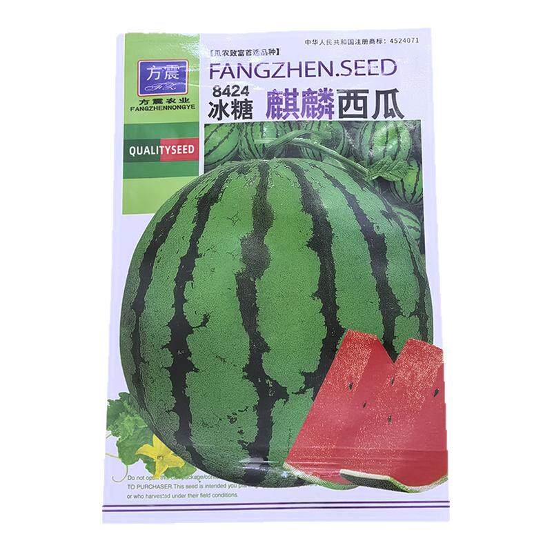 方震8424麒麟大西瓜苗秧盆栽