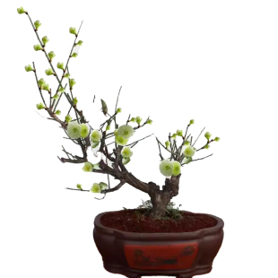 绿梅盆栽树苗室内阳台带花卉庭院地栽四季耐寒绿植腊梅花老桩盆景