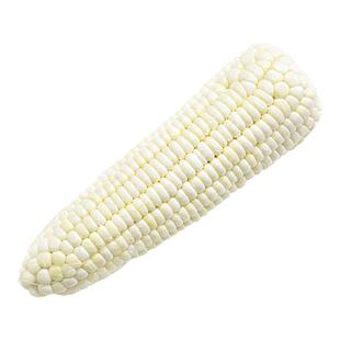 早丽人60天 白玉米种子 早熟抗病高产粘玉米甜玉米 甜糯玉米种籽