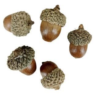 森系天然橡果干花diy材料手工干果实小橡子ins圣诞装饰松果幼儿园