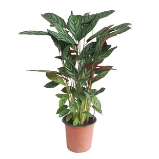 飞羽竹芋盆栽植物商场北欧风高档懒人观叶网红绿植室内耐阴好养活