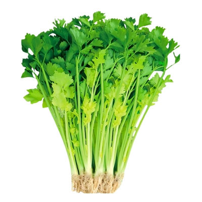 四季小香芹蔬菜种子大全菜农推荐