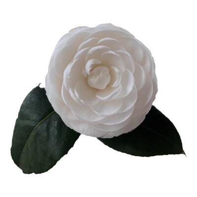 东方亮名贵白山茶花树苗盆栽纯白色水晶白耐活好养庭院花卉绿植