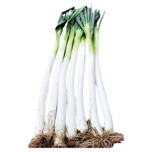 顺丰包邮章丘冬储大葱精选礼盒装章丘发货脆甜微辣大葱