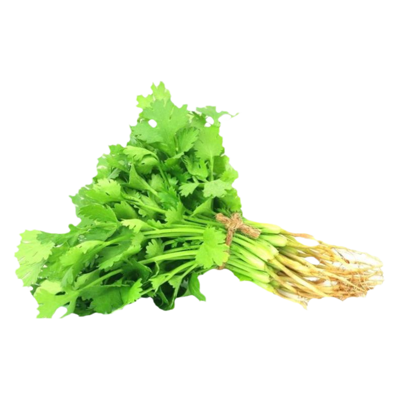 芫荽秧苗苗子四季香菜秧苗高产苗