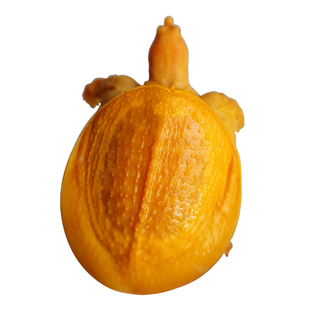 黄金鳖变异宠物深水甲鱼鳌养殖黄金甲黄化鳖白化甲鱼甲鱼苗黄金龟