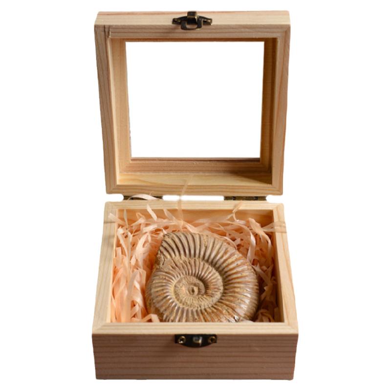 天然巴普洛夫菊石古生物化石标本盒创意儿童矿物科普摆件收藏礼物