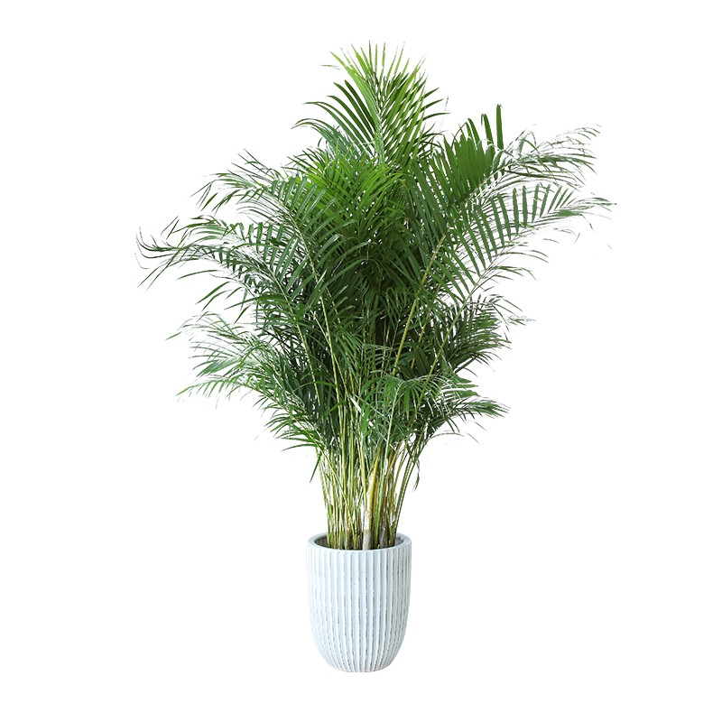 散尾葵盆栽植物凤尾竹夏威夷室内