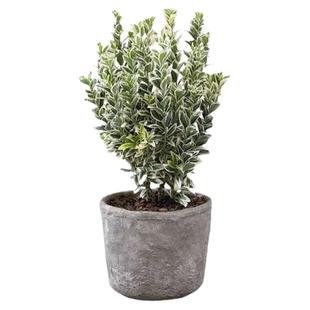 金边黄杨球树苗花叶冬青庭院行道耐寒四季常青绿化工程篱笆墙植物