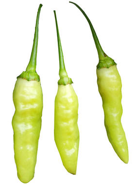 四季小米辣蔬菜泡椒种籽