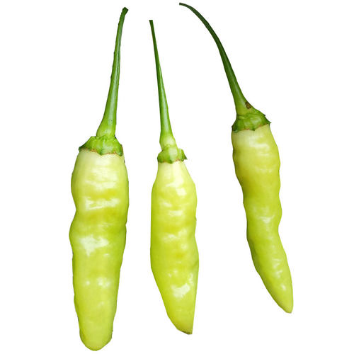 四季小米椒种籽小米辣种子苗秧朝天辣椒特辣蔬菜泡椒孑秧苗籽批发