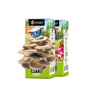 考拉精灵蘑菇种植包2盒装可食用diy菌包菌棒菌种秀珍平菇新鲜儿童